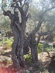 Der Garten Gethsemane